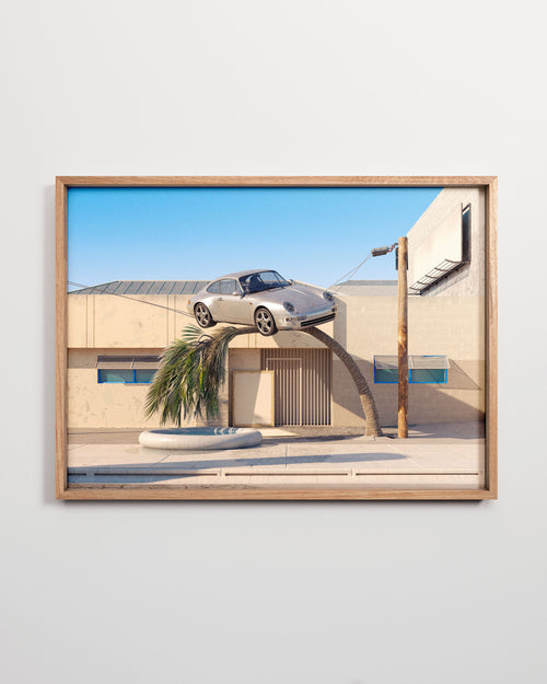 Bent Palm Tree