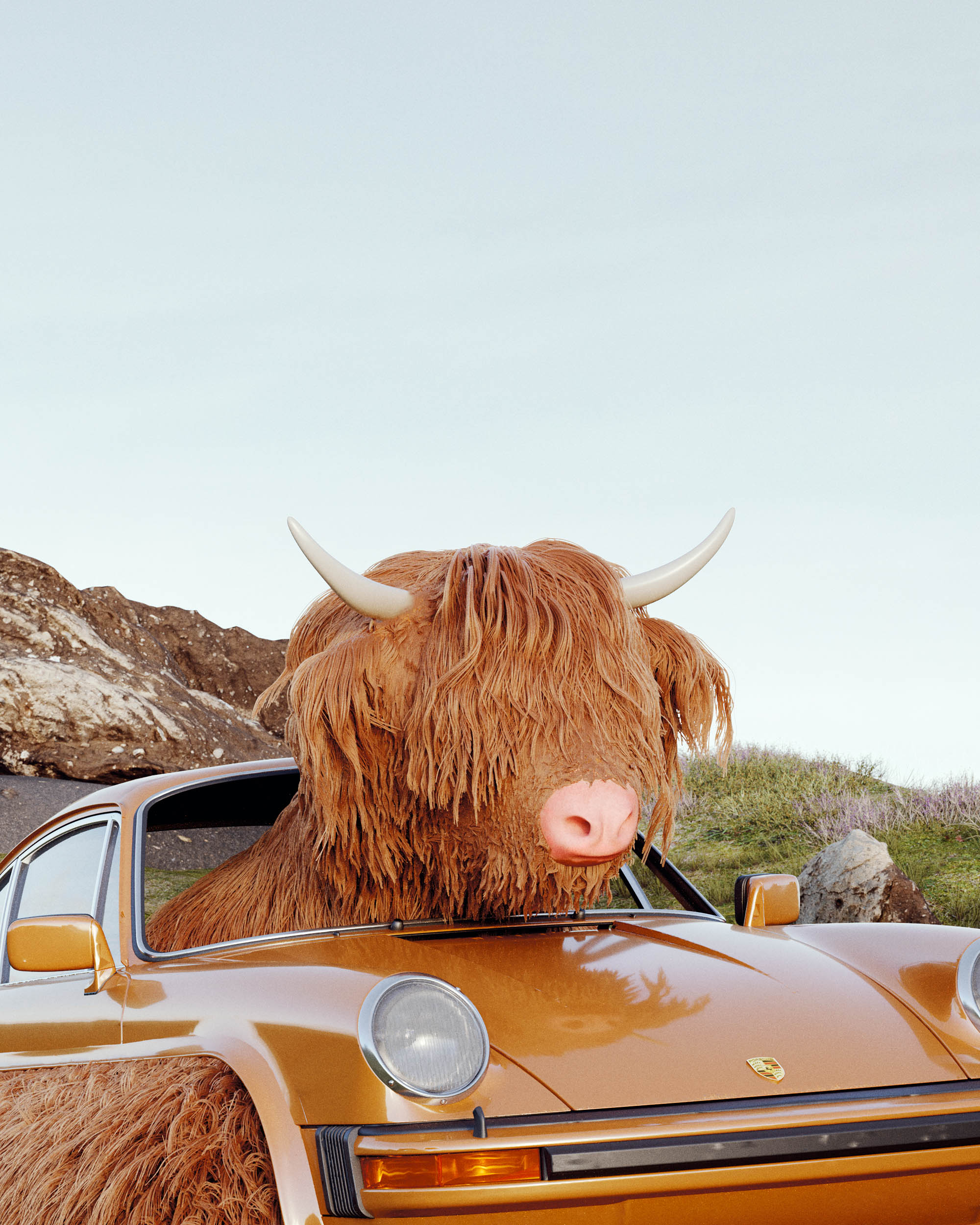 Highland Beef